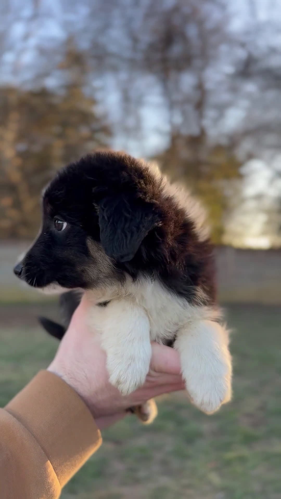 Miniature Australian Shepherd dogs for sale: Odin - Video 1