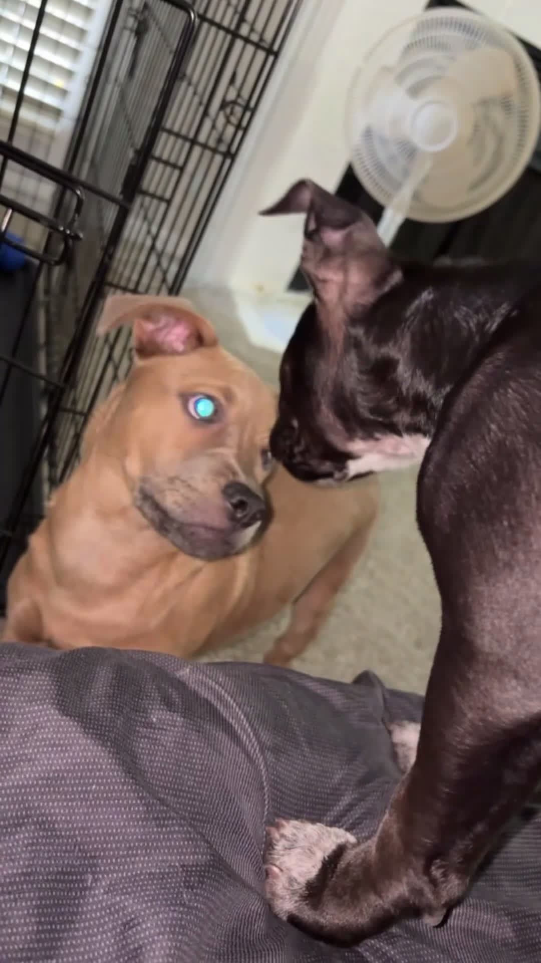 American Staffordshire Terrier dogs for sale: American Staffordshire Terrier Puppy 1 - Video 1