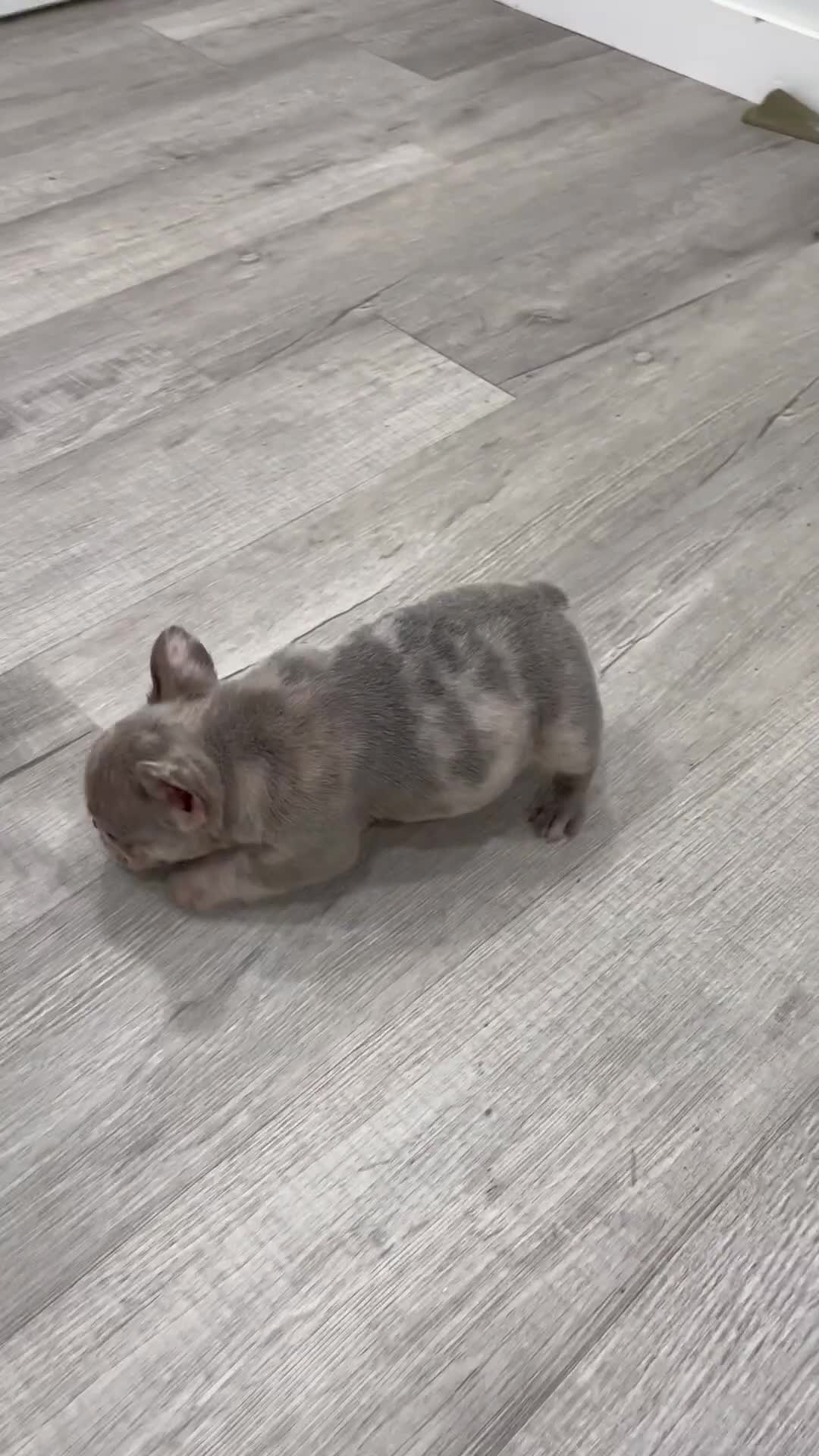 French Bulldog dogs for sale: Leo - Video 1