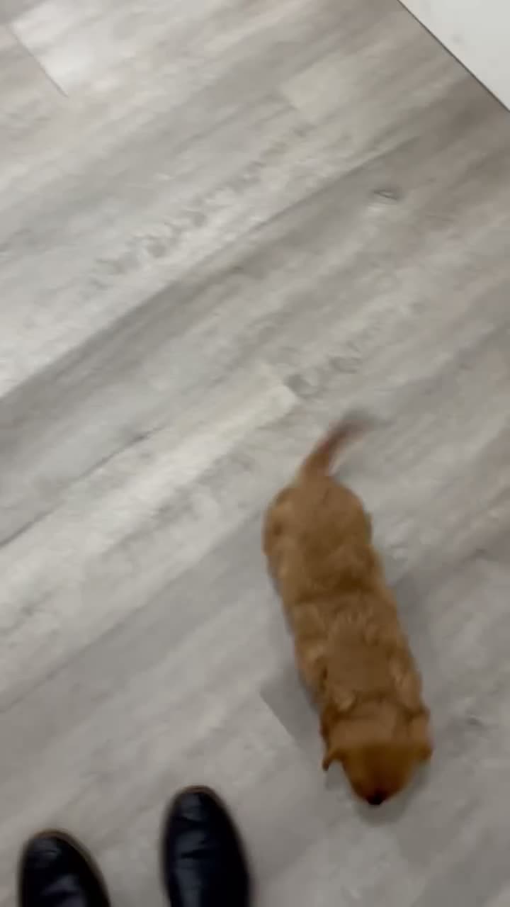 Cavalier King Charles Spaniel dogs for sale: Max - Video 1
