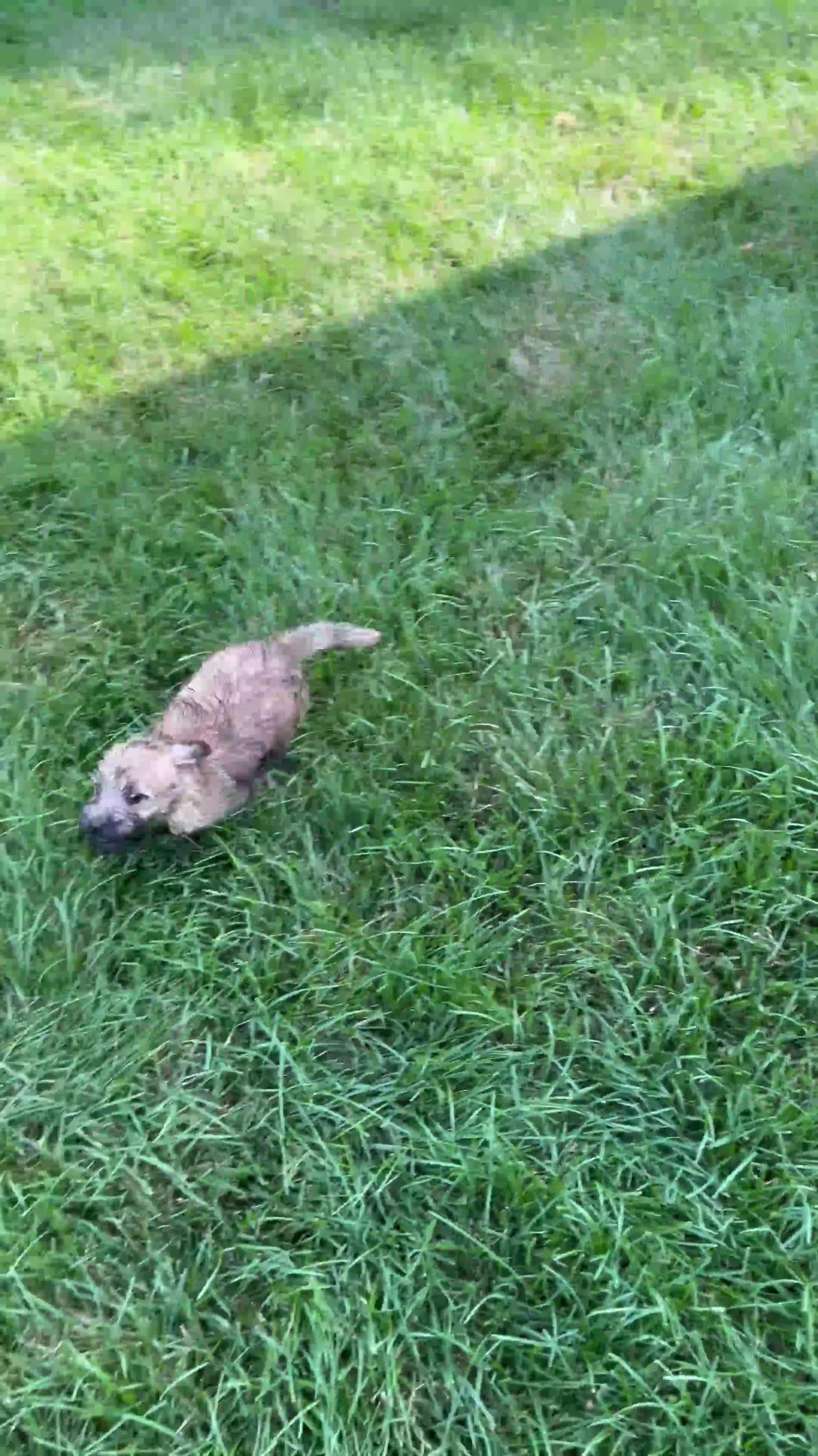 Cairn Terrier dogs for sale: Buddy - Video 1