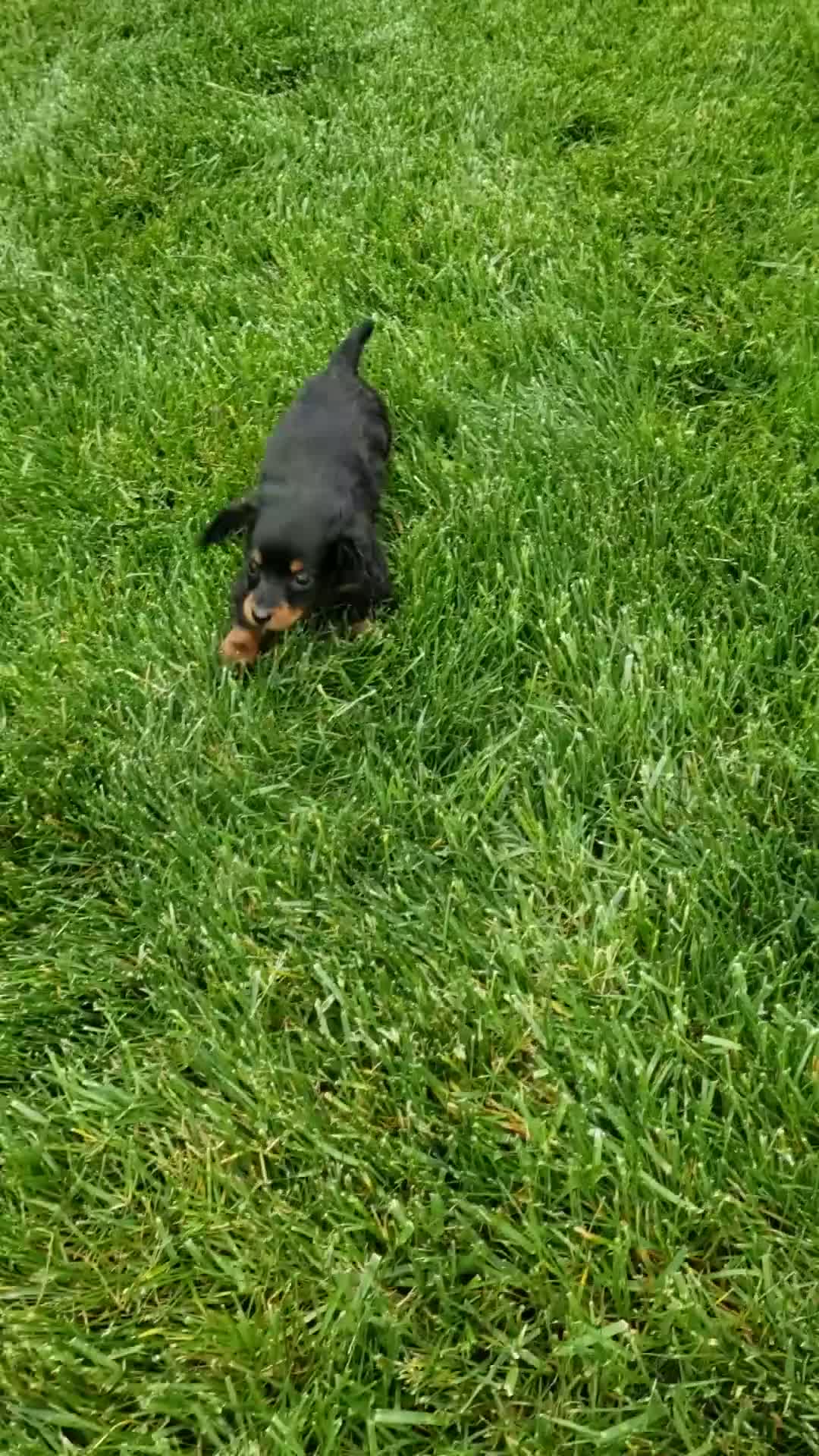 Miniature Dachshund dogs for sale: Miniature Dachshund Puppy 2 - Video 1