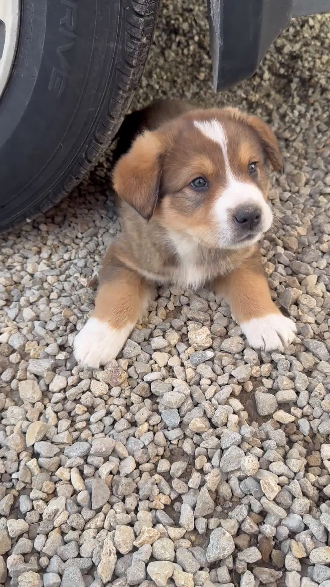 Mixed Breed dogs for sale: Jasper - Video 1