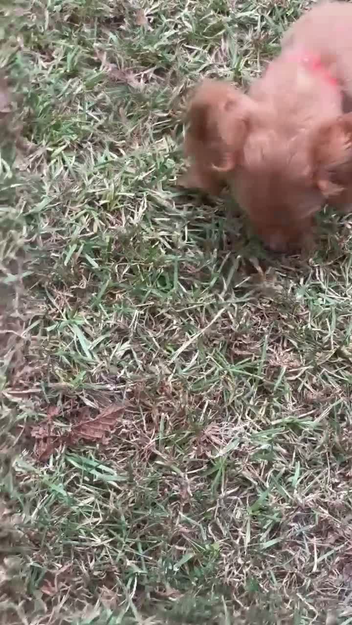 Miniature Dachshund dogs for sale: Miniature Dachshund 2 - Video 1