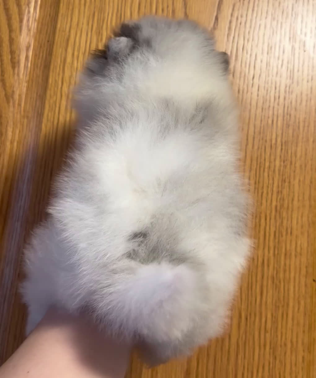 Pomeranian dogs for sale: Pomeranian Puppy 1 - Video 1