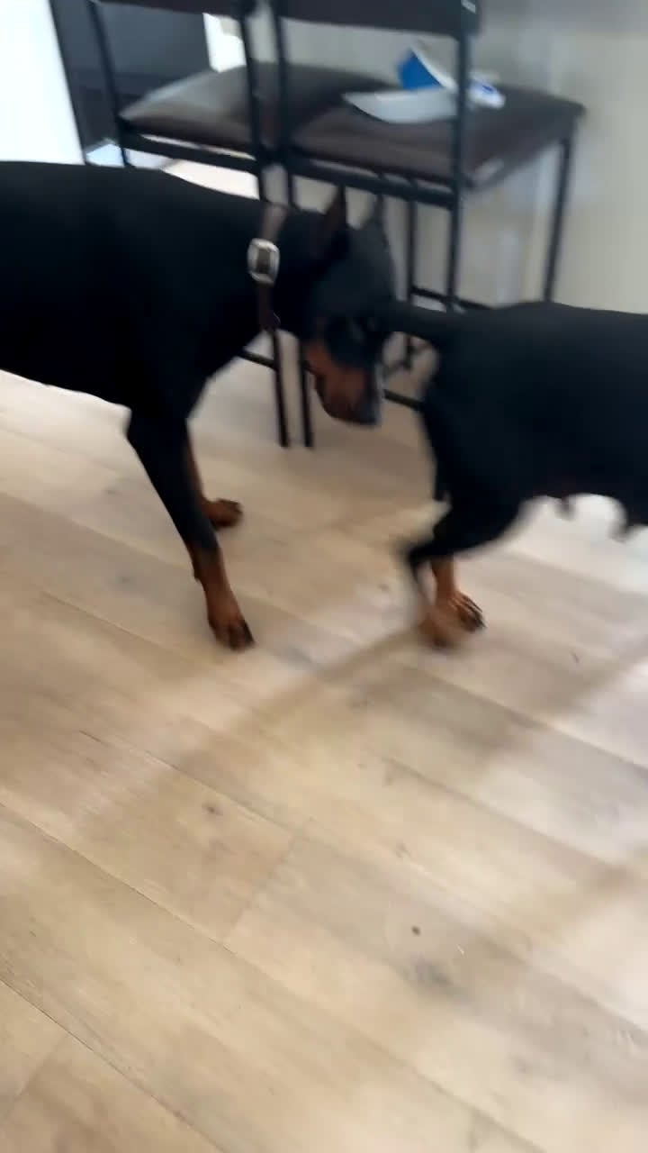 Doberman Pinscher dogs for sale: Puppy 6 - Video 1