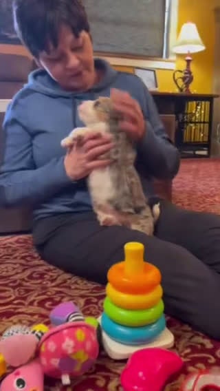 Mini Bernedoodle dogs for sale: Pudding Pop *Turf Trained* - Video 3