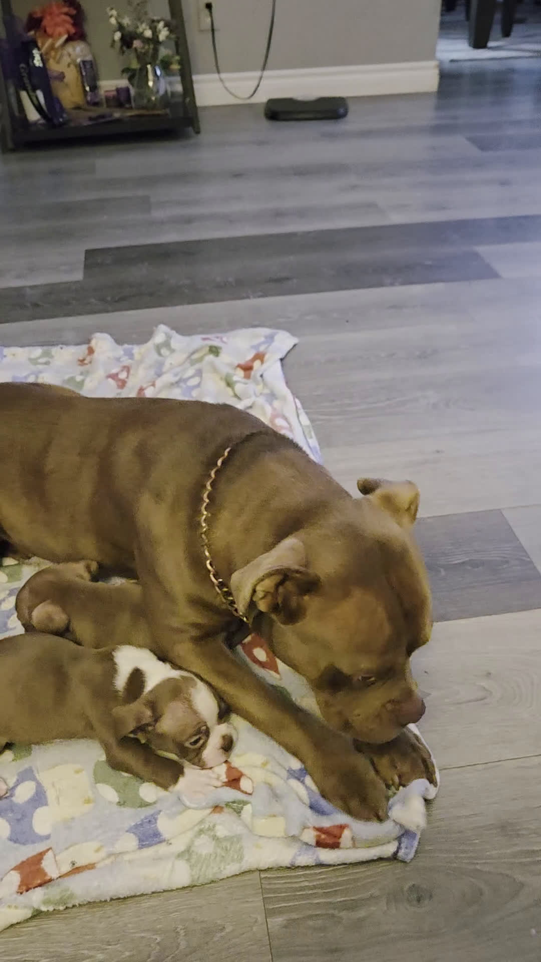 American Bully dogs for sale: American Bully Puppy 1 - Video 2