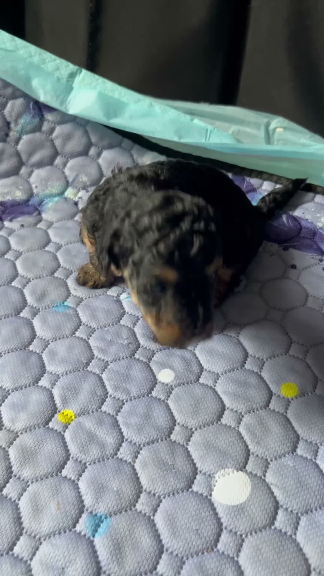 Toy Poodle dogs for sale: Sky - Video 1