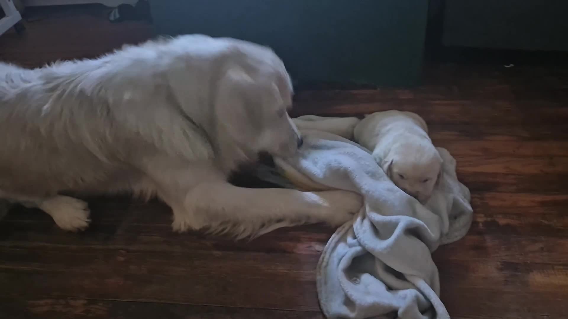 Goldador dogs for sale: Goldador Puppy 4 - Video 1