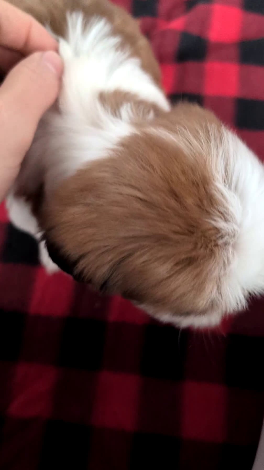 Shih Tzu dogs for sale: Poppy - Video 1