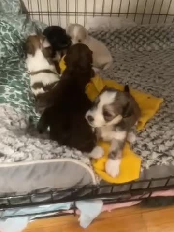 Shih Tzu dogs for sale: Shih Tzu Puppy 3 - Video 1