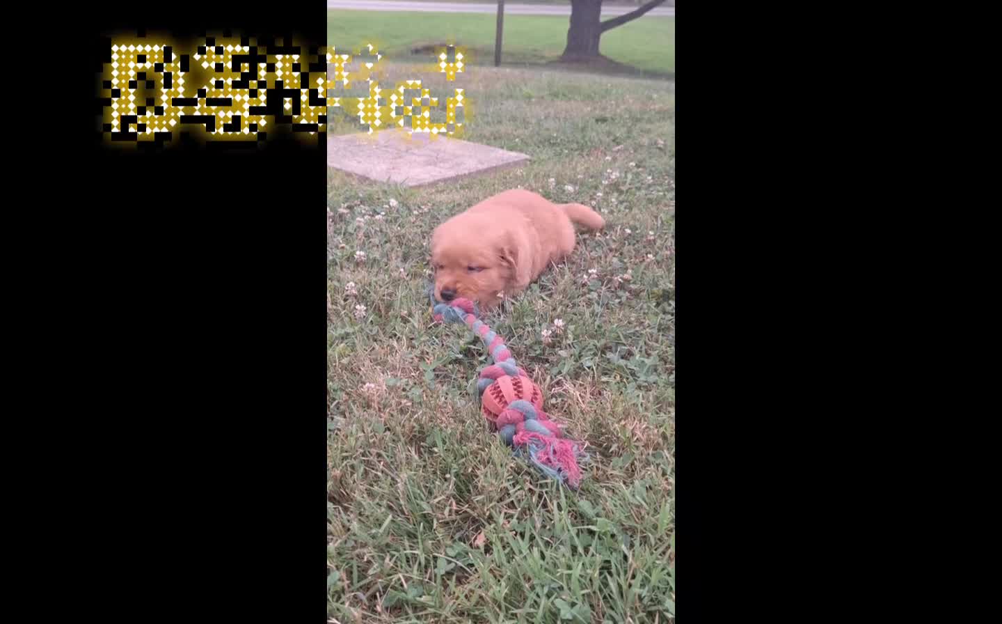 Golden Retriever dogs for sale: David - Video 1