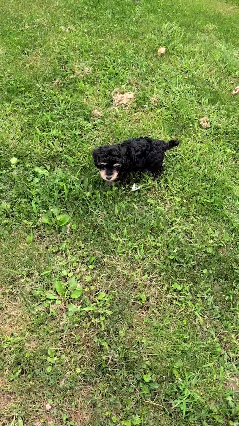 Havapoo dogs for sale: Maddox - Video 1