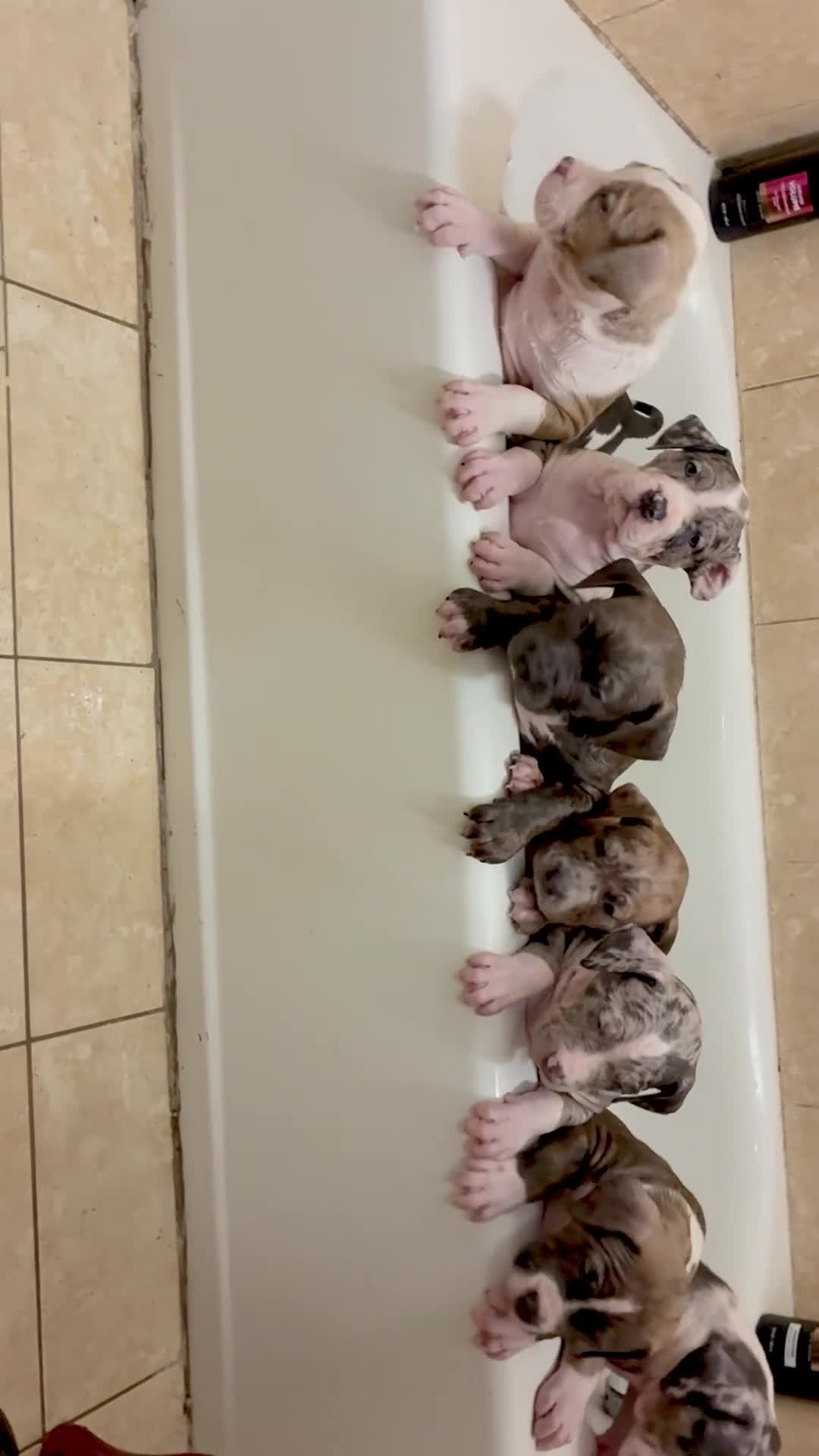American Bully dogs for sale: American Bully (Female#3) - Video 2