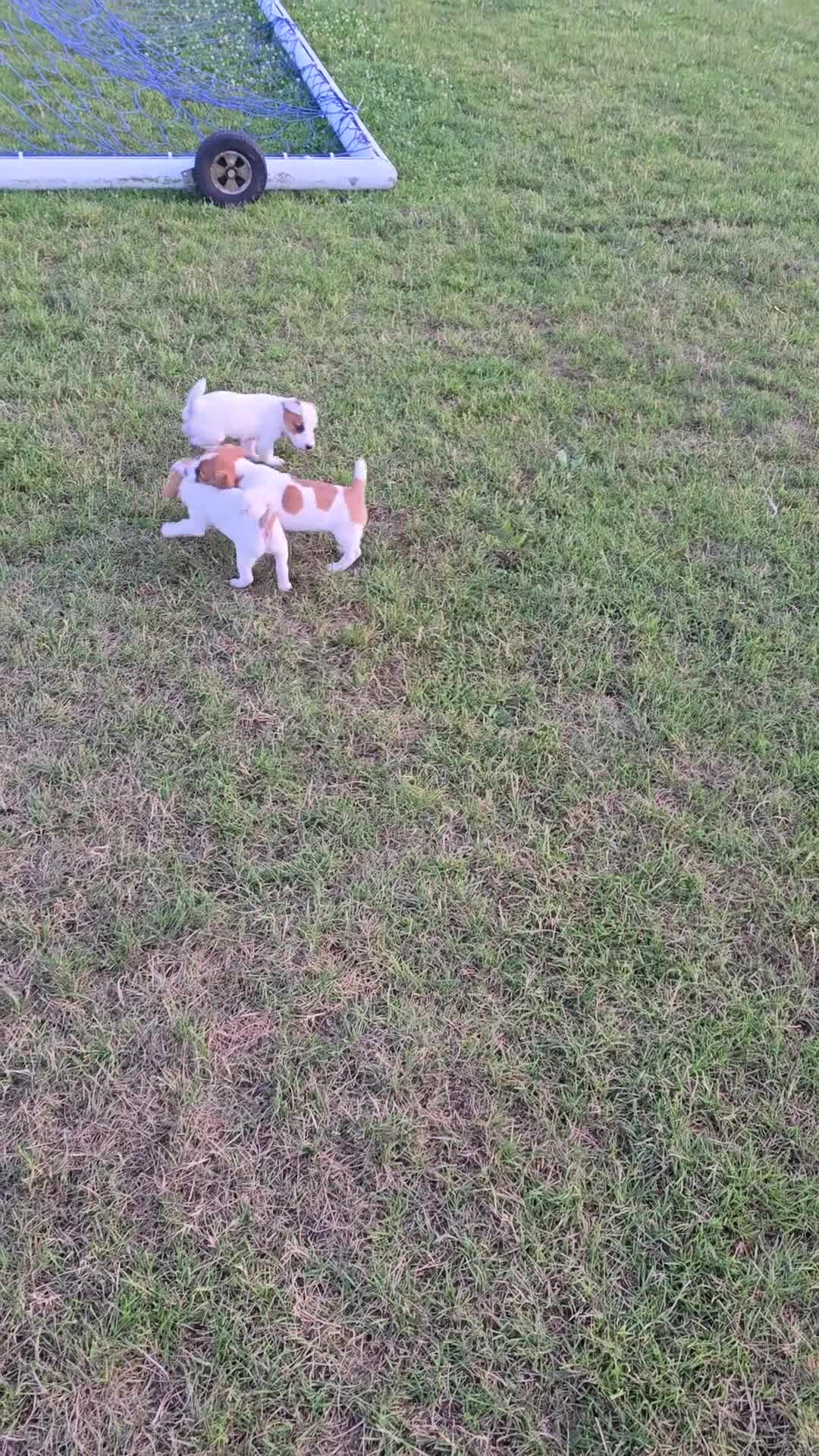 Jack Russell Terrier dogs for sale: Jack Russell Terrier 2 - Video 2