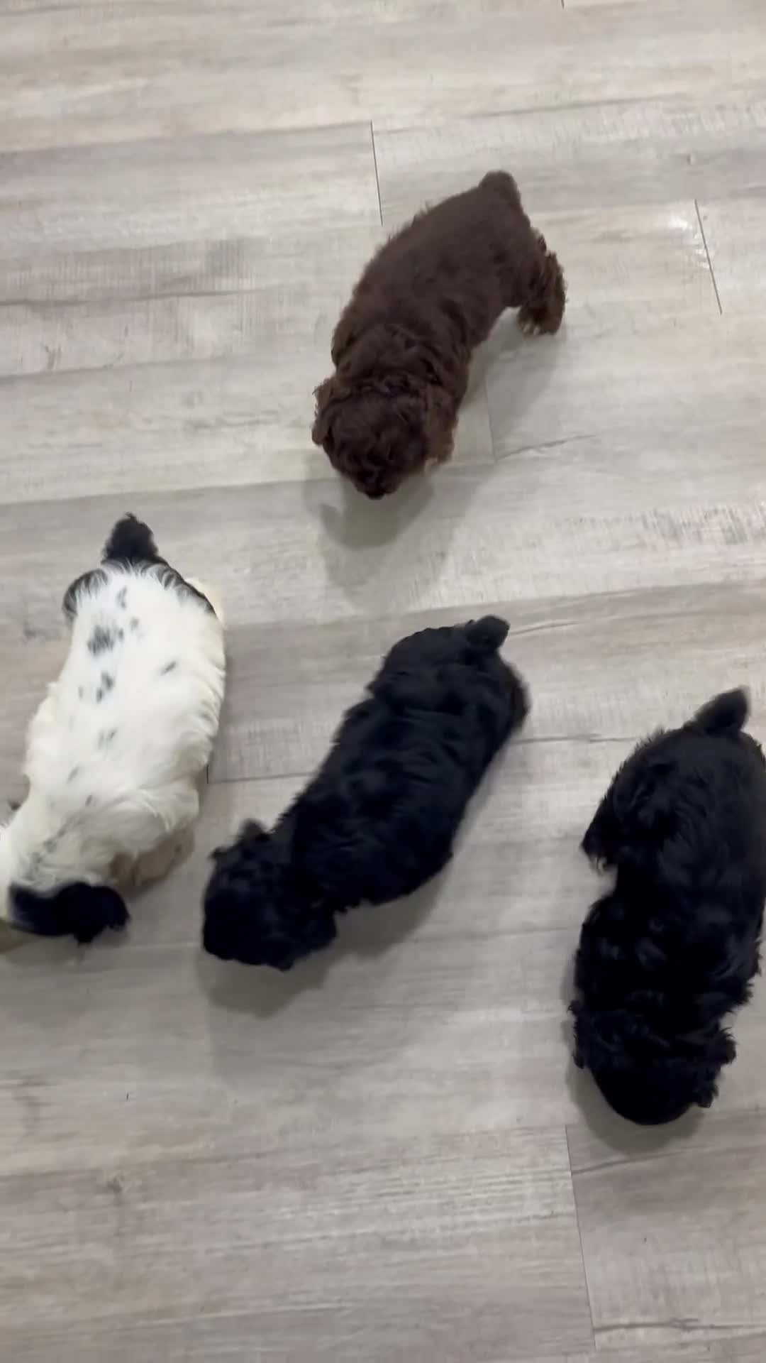 Cocker Spaniel dogs for sale: Emmet - Video 2