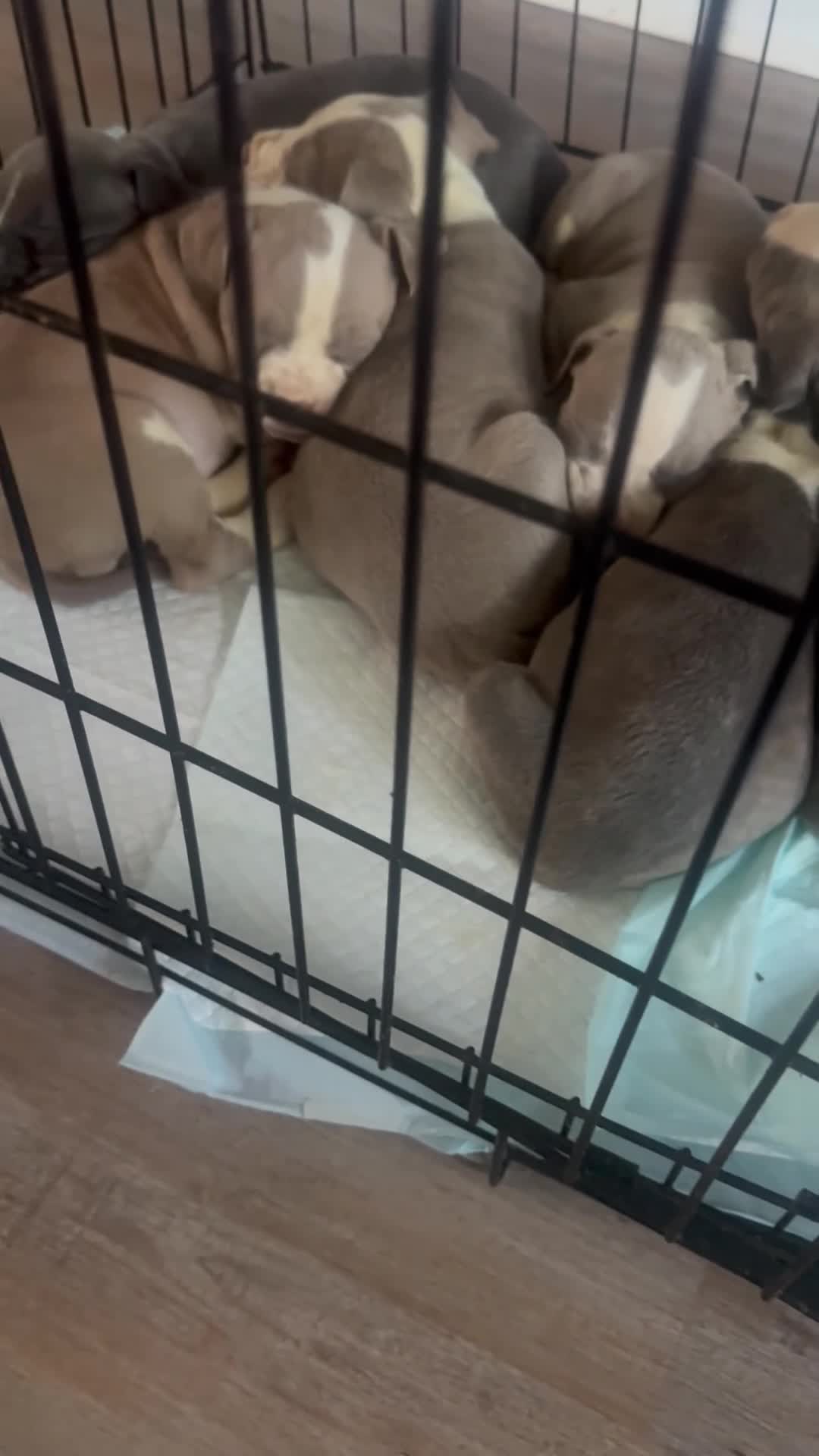 American Pit Bull Terrier dogs for sale: American Pit Bull Terrier 3 - Video 2