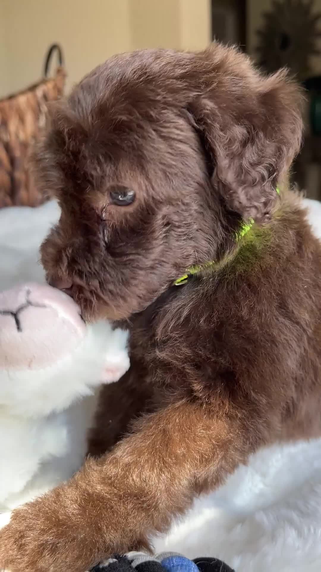 Labradoodle dogs for sale: Dex - Video 1