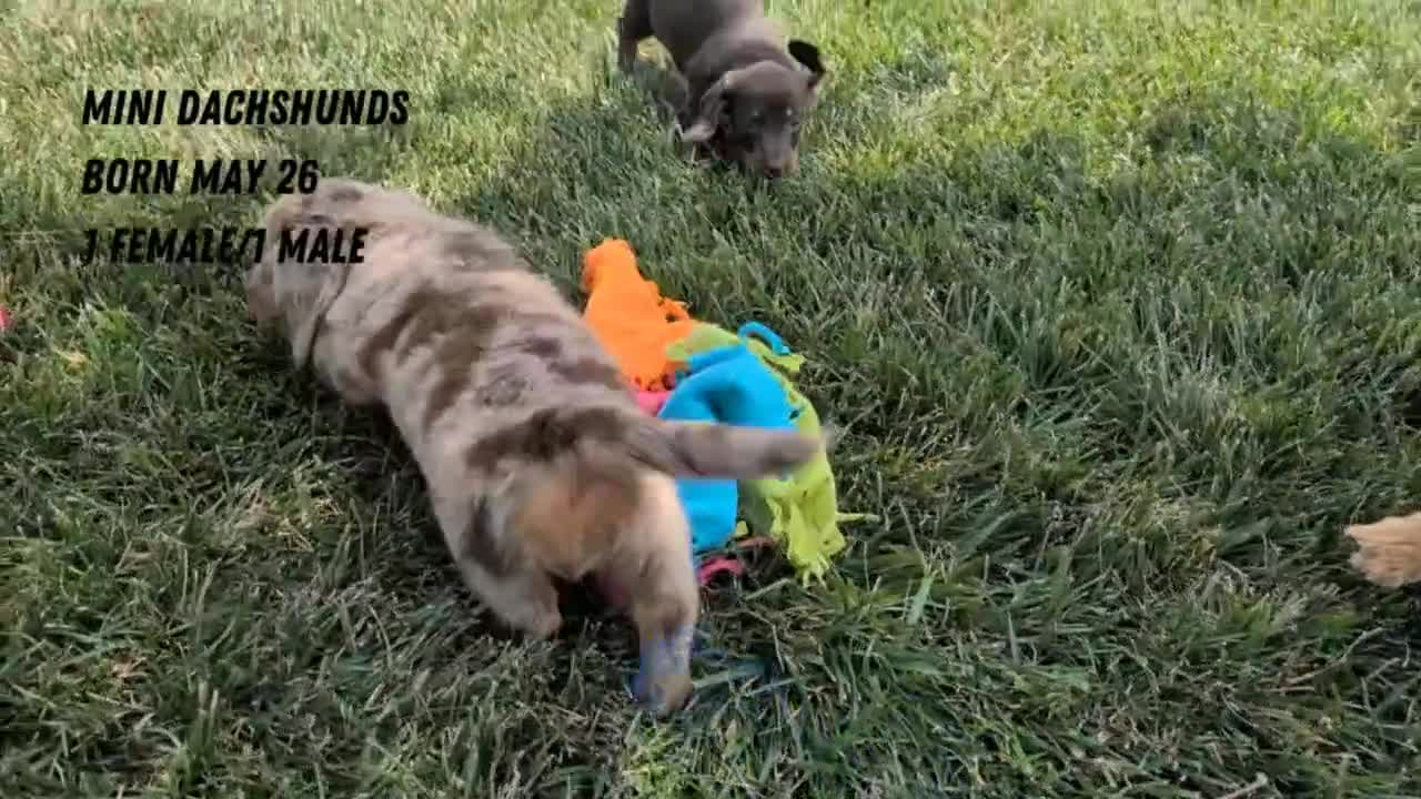 Miniature Dachshund dogs for sale: Xander - Video 3
