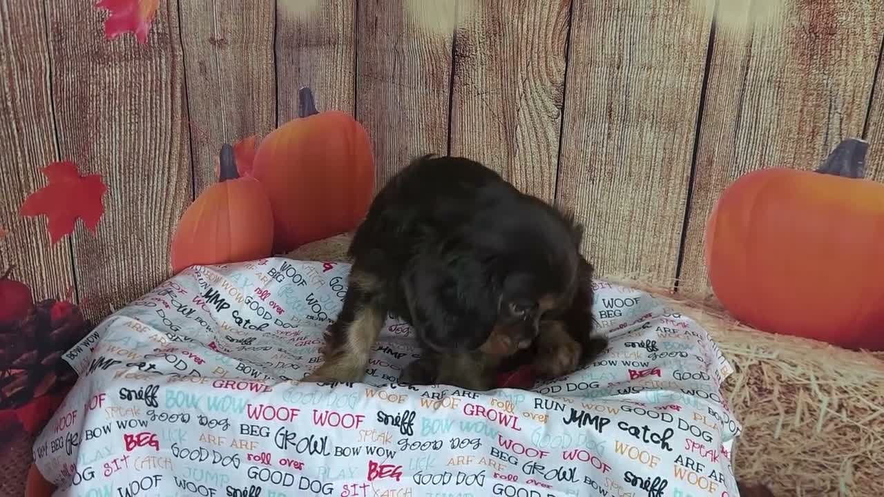 Cavalier King Charles Spaniel dogs for sale: AKC Zoey - Video 1