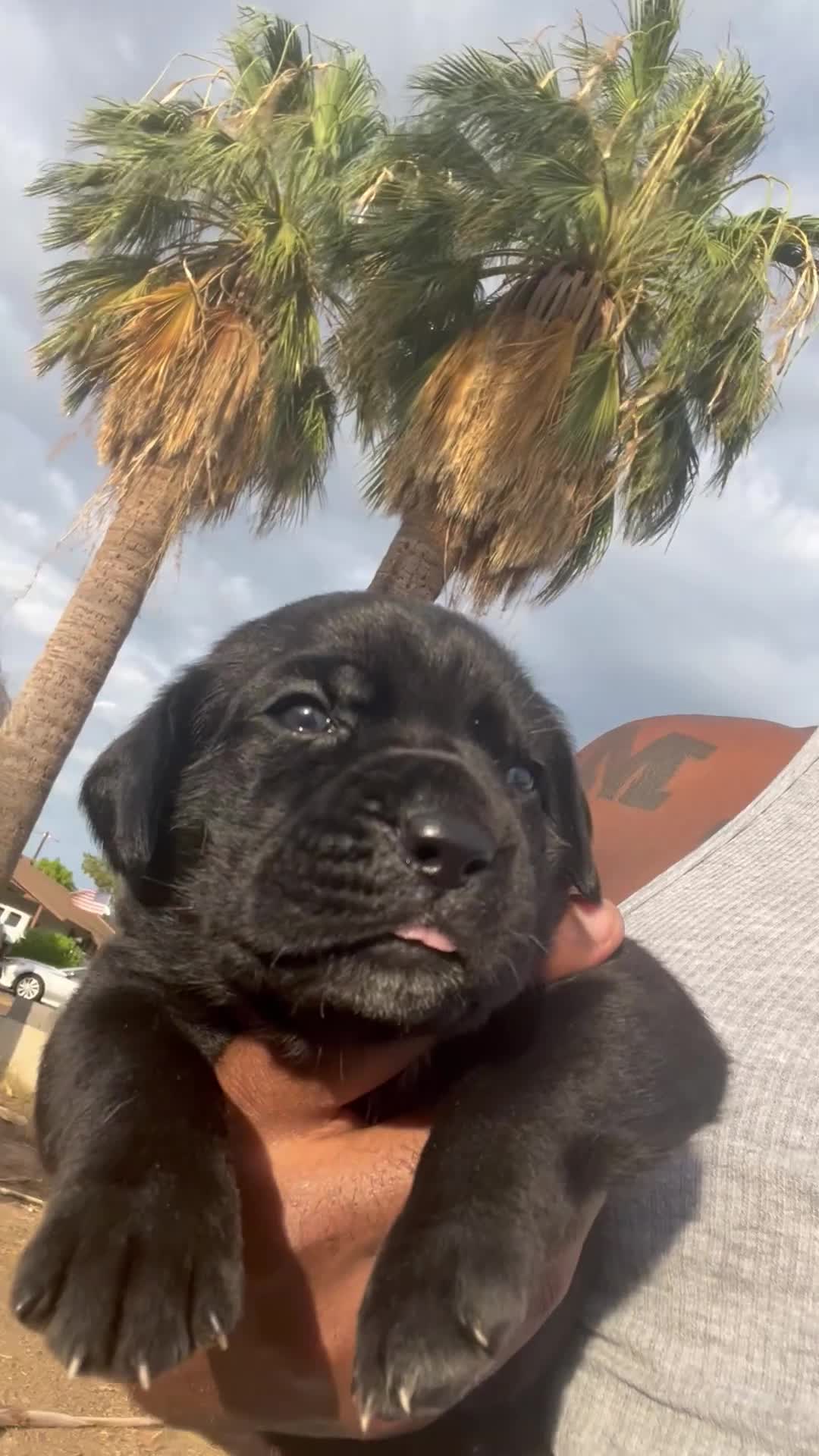 Cane Corso dogs for sale: zelda - Video 1