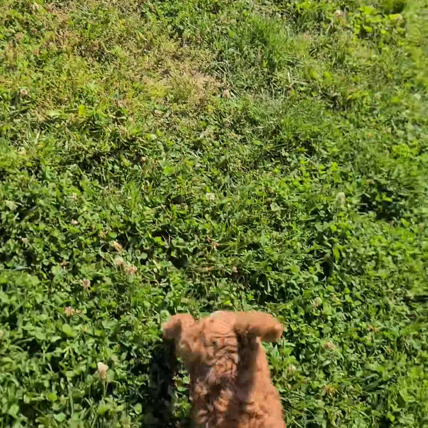 Miniature Poodle dogs for sale: Sheldon - Video 1
