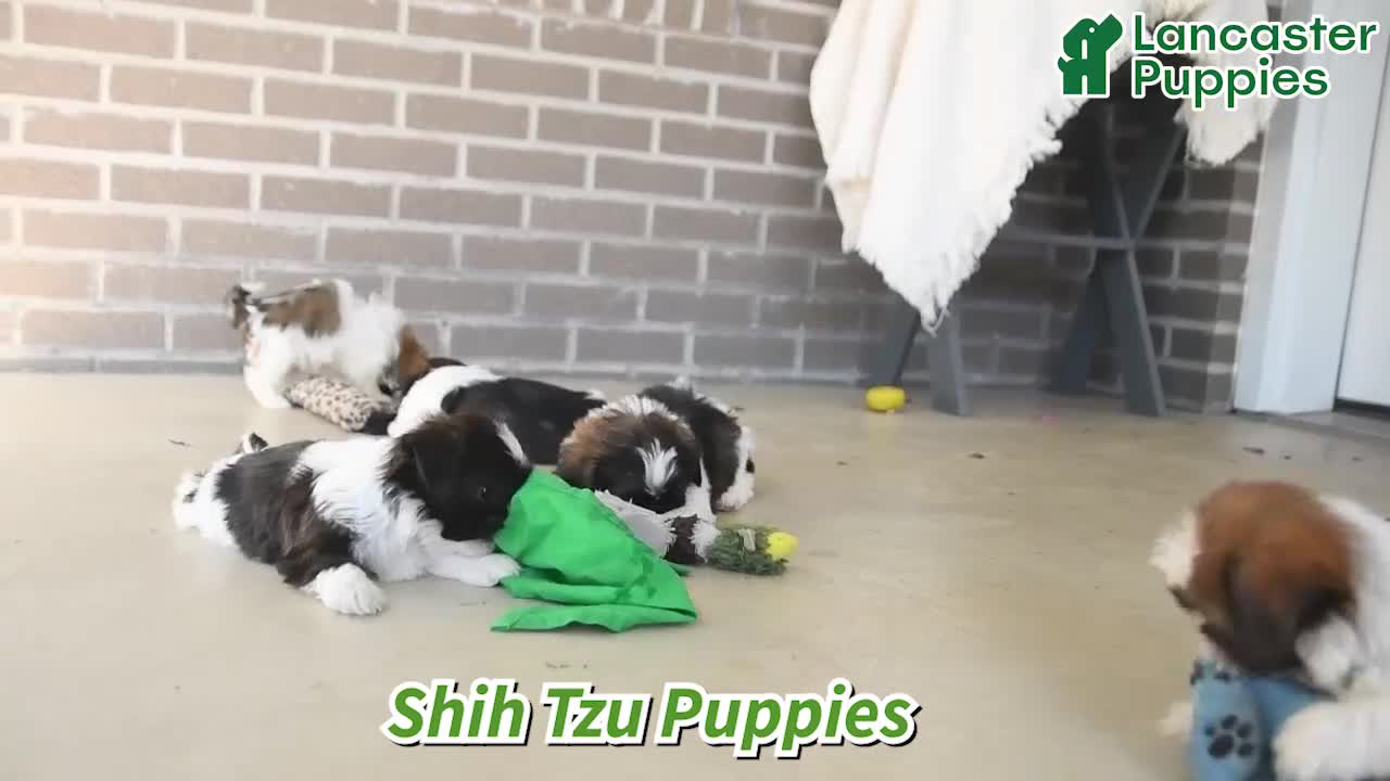 Shih Tzu dogs for sale: Trent - Video 1