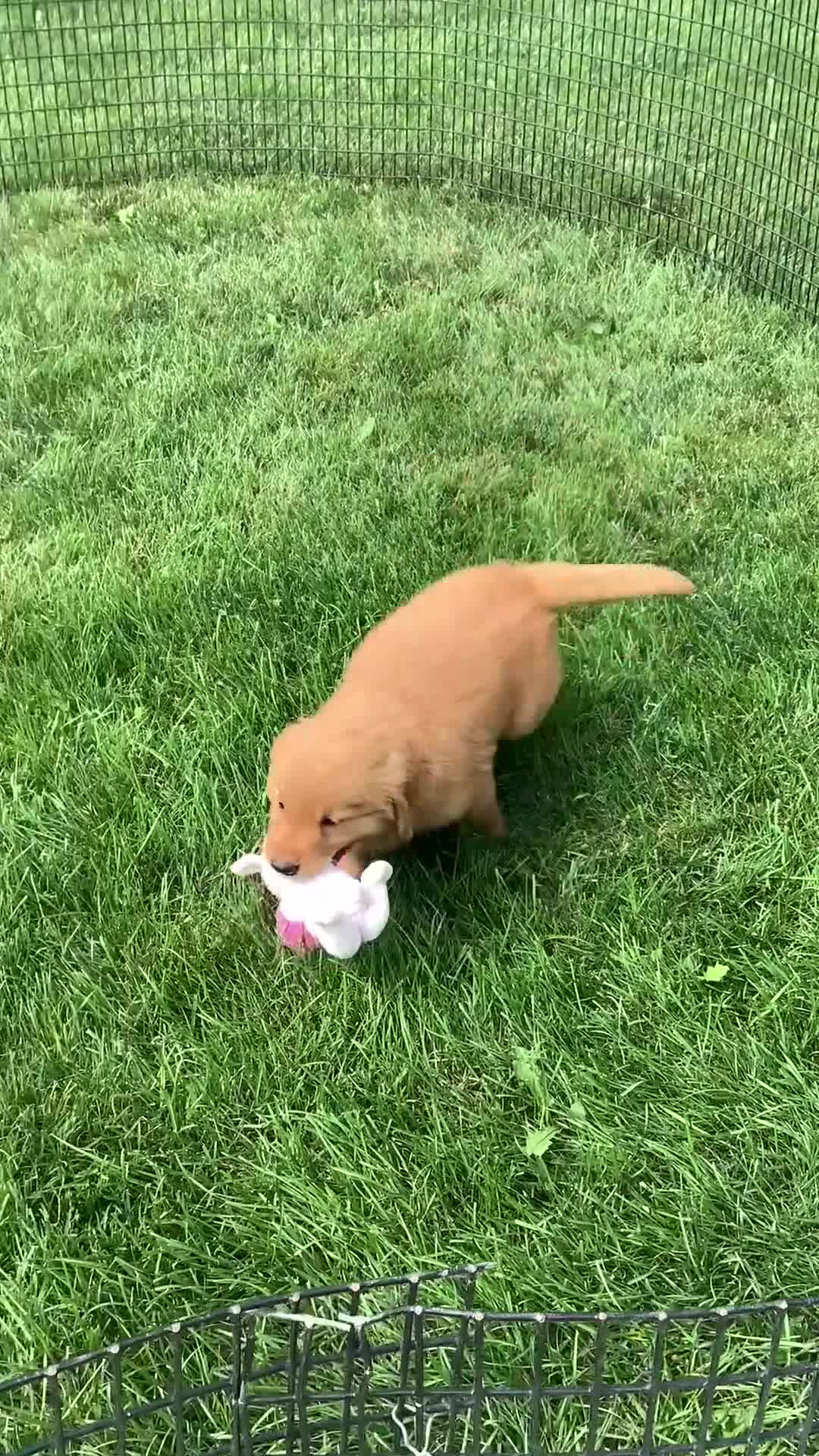 Golden Retriever dogs for sale: Golden Retriever 2 Sunshine  - Video 1