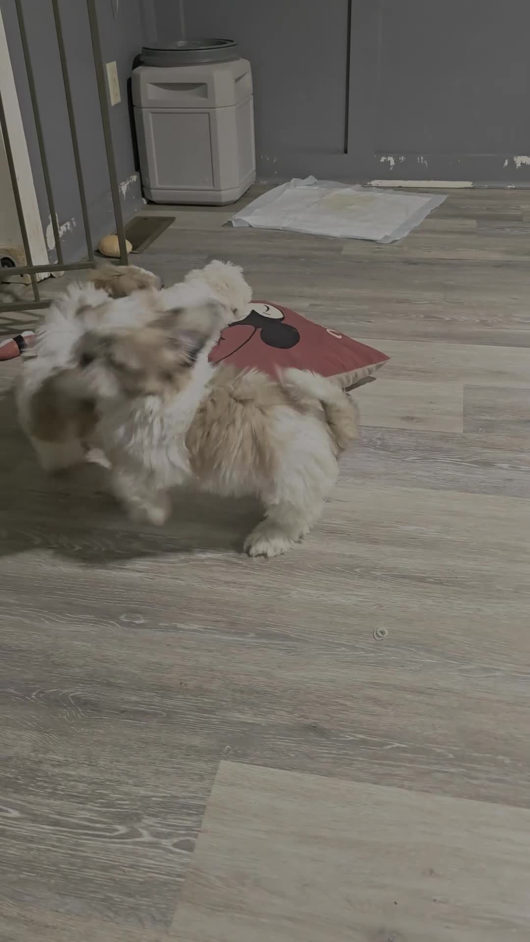 Shih Tzu dogs for sale: Shih Tzu 1 - Video 1