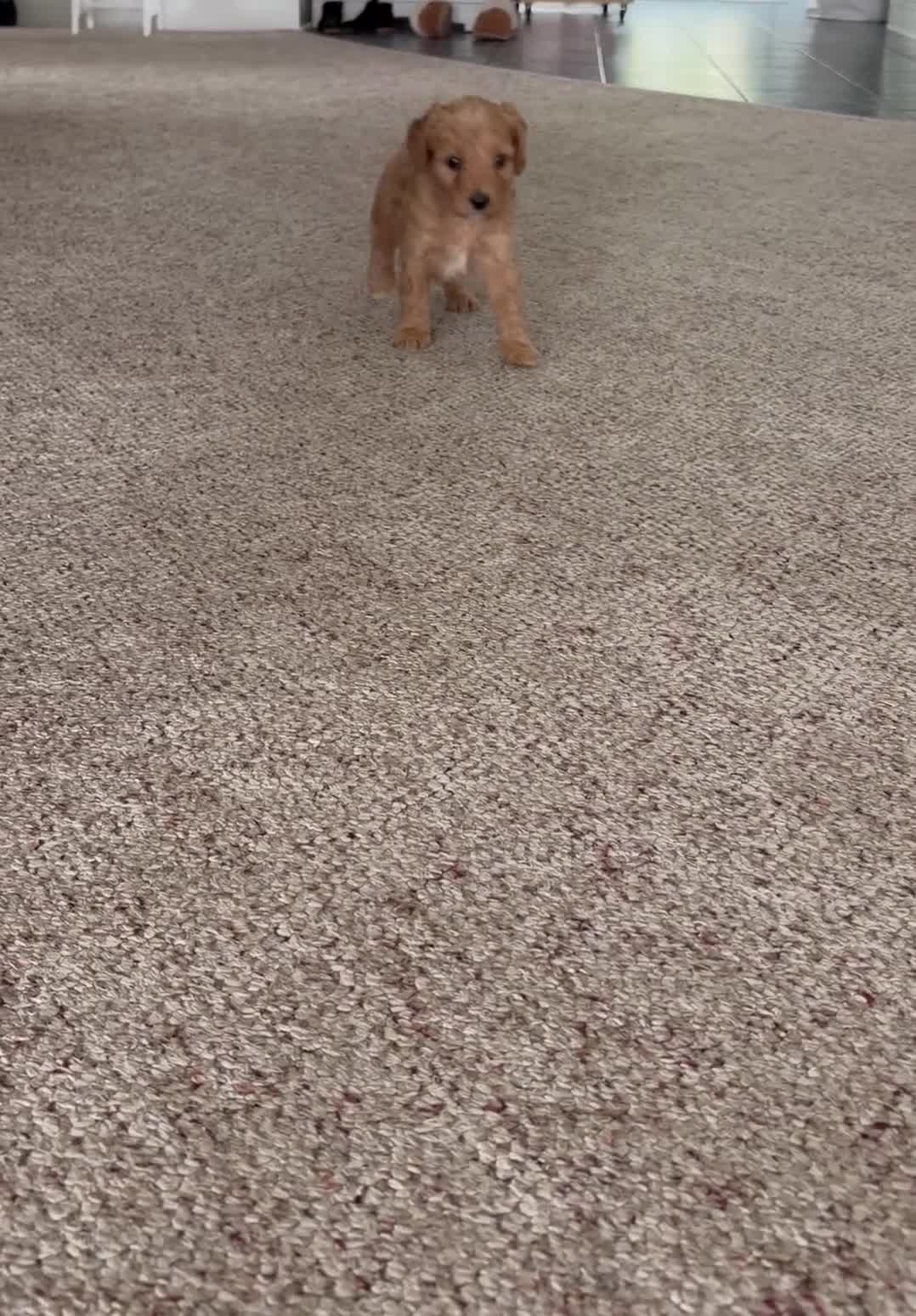 Cavapoo dogs for sale: Rainier🩷 - Video 1