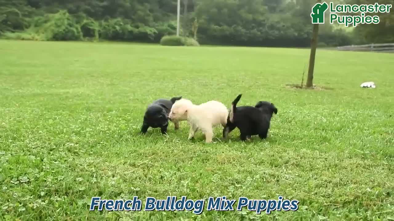 Mixed Breed dogs for sale: Tori - Video 1