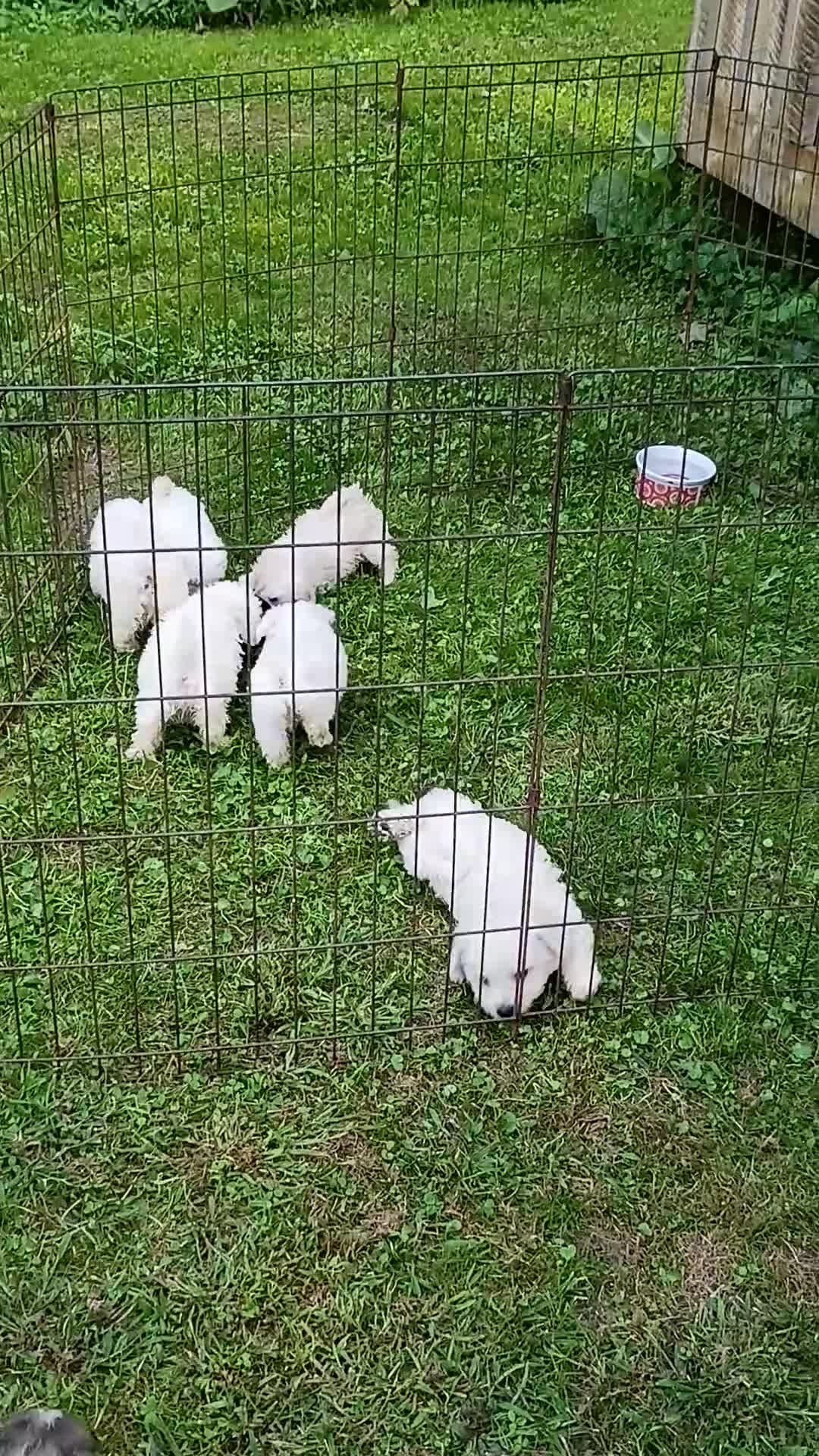 Bichon Frise dogs for sale: Snow  - Video 3