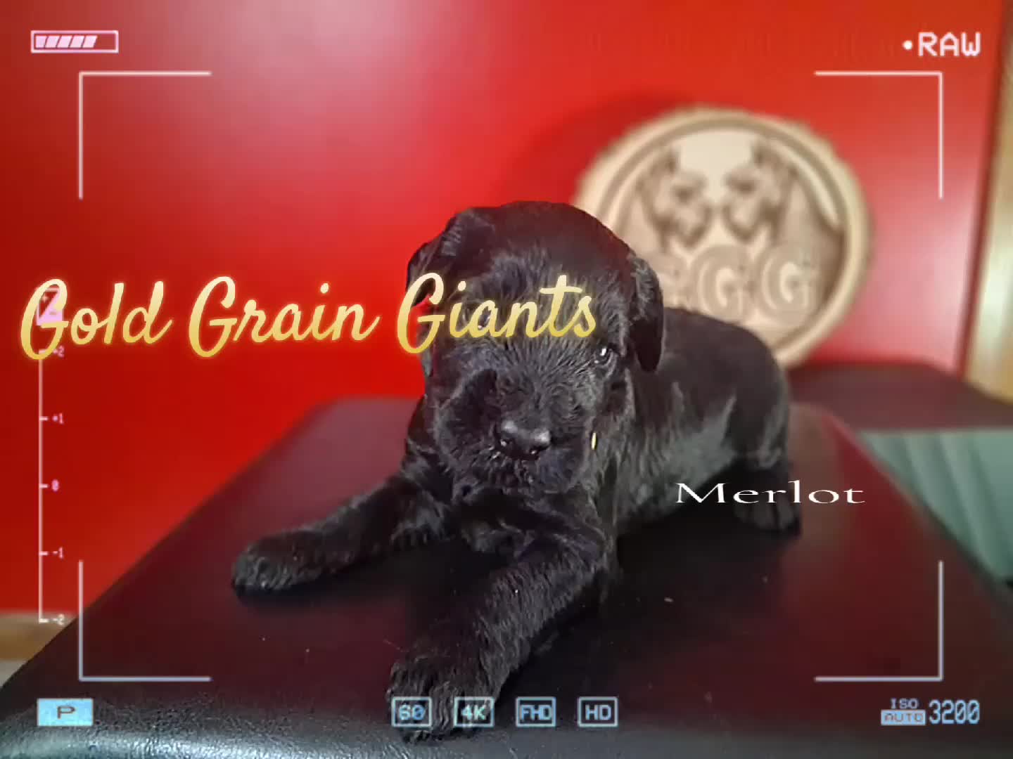 Giant Schnauzer dogs for sale: Phoenix  - Video 1