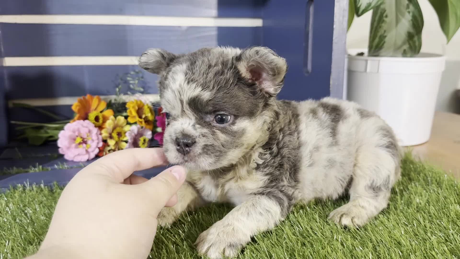 French Bulldog dogs for sale: Gabriel  - Video 1