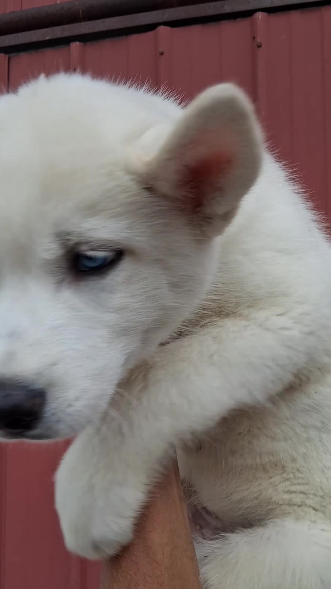 Siberian Husky dogs for sale: Darla - Video 5