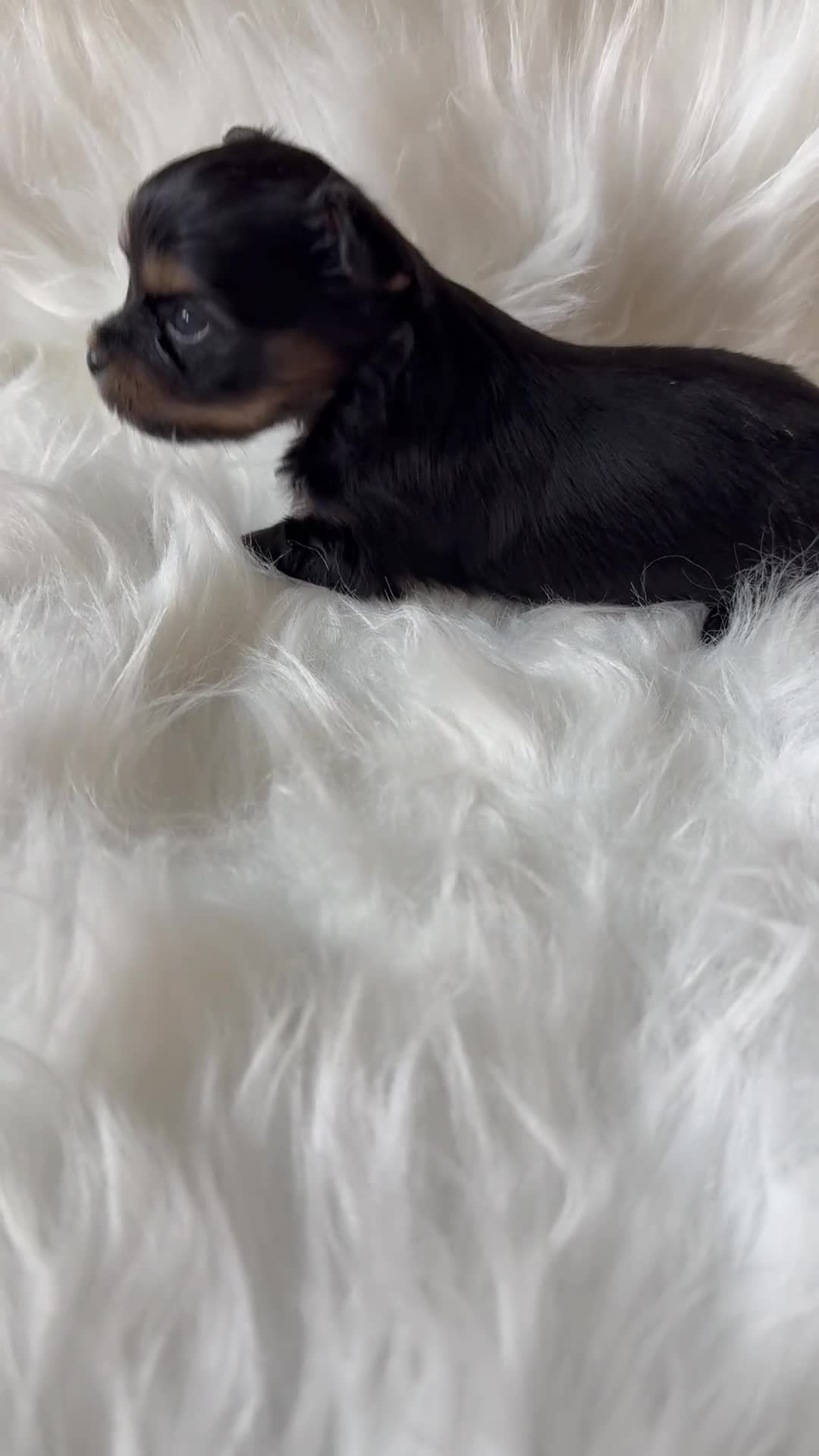 Yorkshire Terrier dogs for sale: Yorkshire Terrier 1 - Video 1