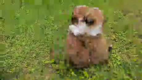 Shih Tzu dogs for sale: Shih Tzu Puppy 1 - Video 1