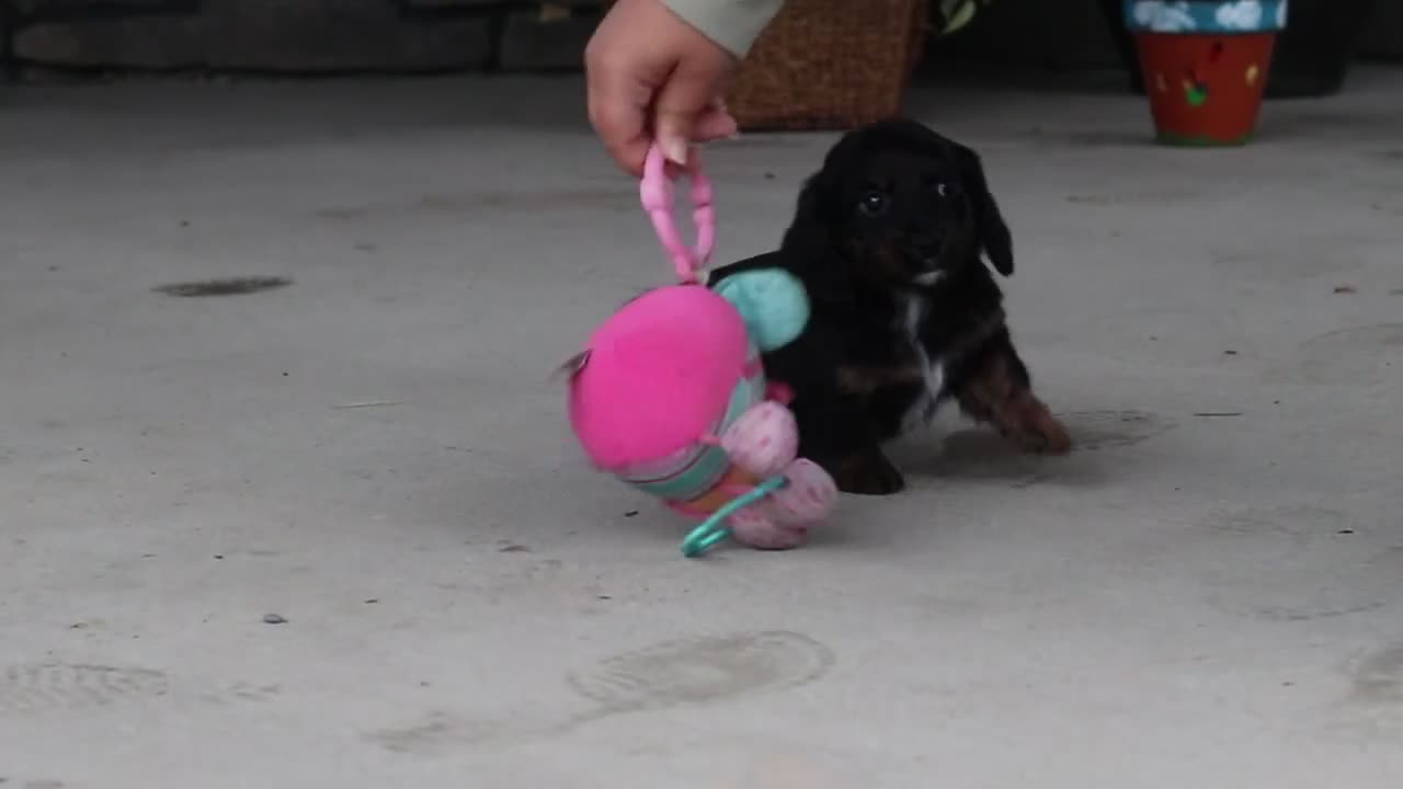Miniature Dachshund dogs for sale: Rylie - Video 2