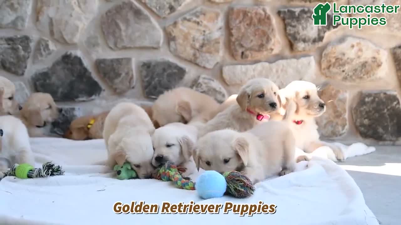 Golden Retriever dogs for sale: Dolly - Video 1