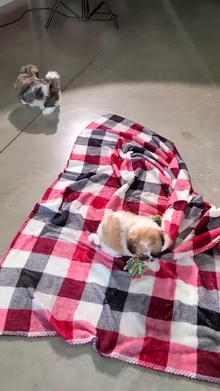 Teddy Bear dogs for sale: Ginger  - Video 2