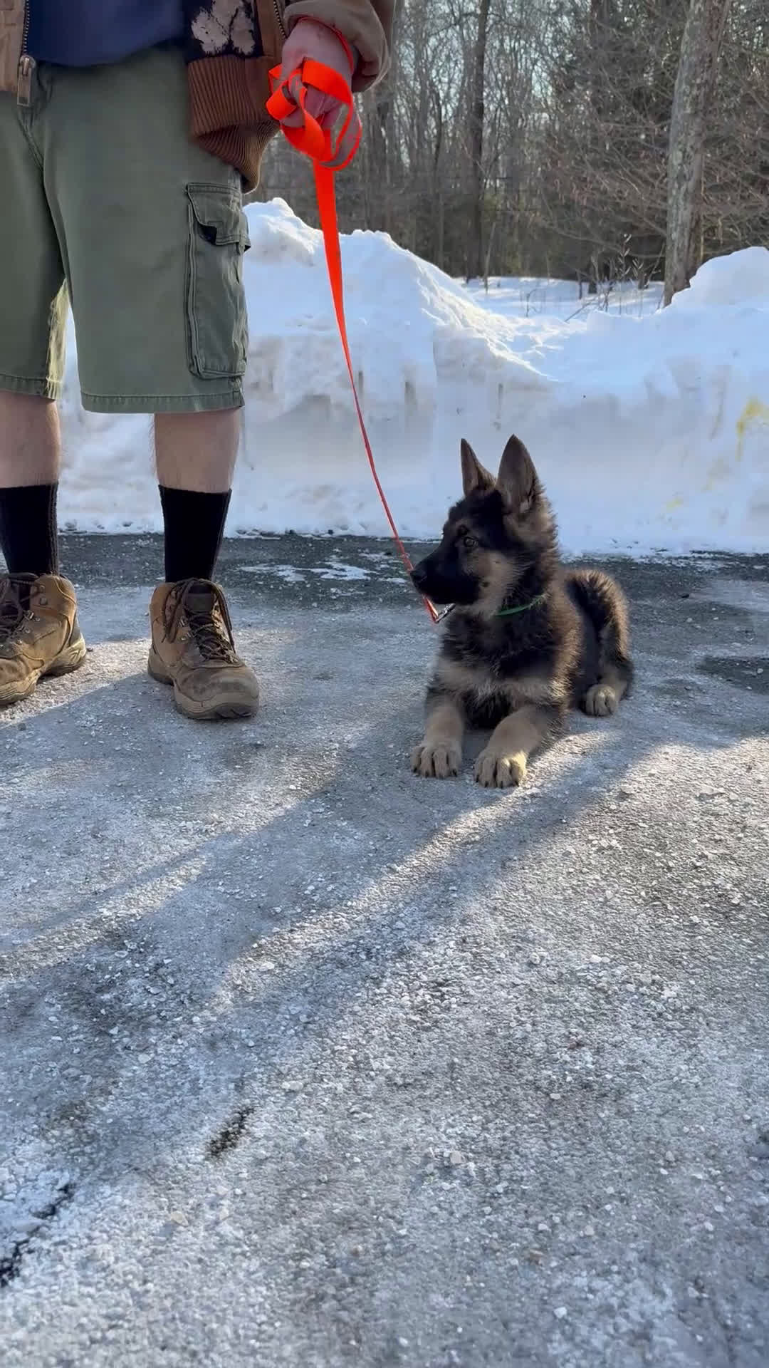 German Shepherd dogs for sale: SWAYZE - Video 1