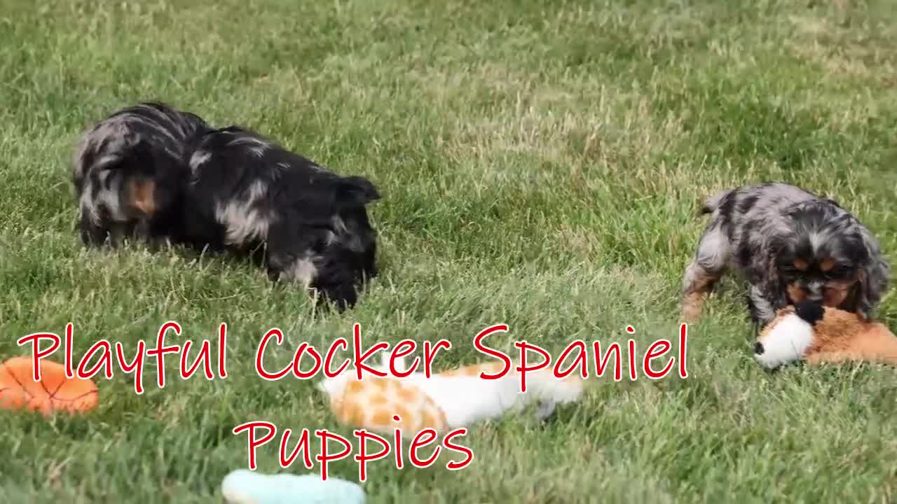 Cocker Spaniel dogs for sale: Dakota 🐶💙 - Video 1