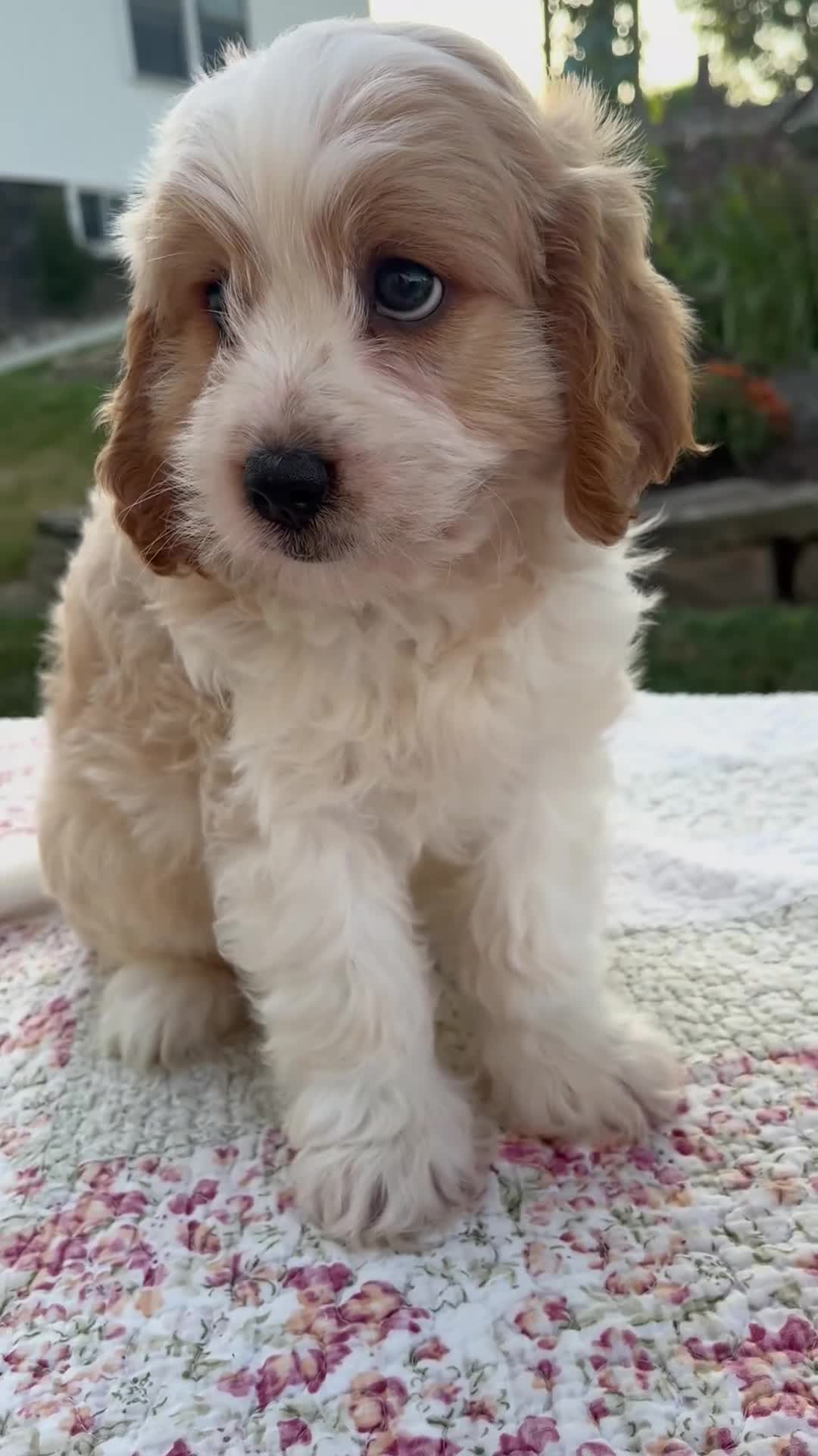 Cavapoo dogs for sale: Quincey - Video 1