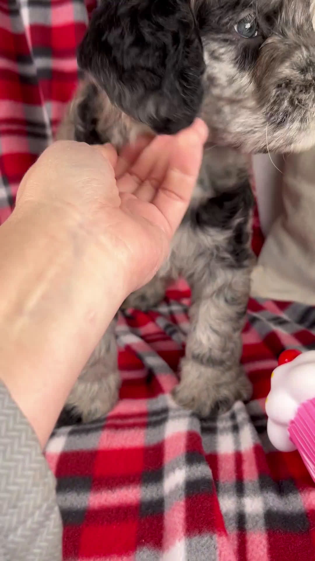 Schnoodle dogs for sale: Devon - Video 1