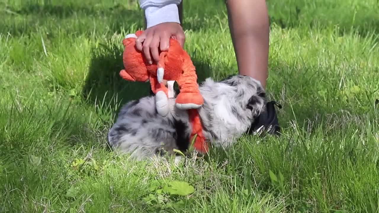 Australian Shepherd dogs for sale: Chase - Video 2