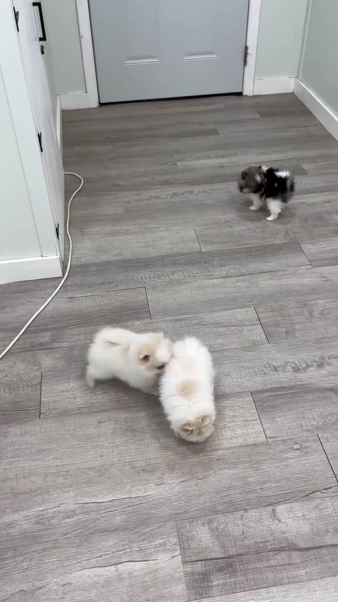 Pomeranian dogs for sale: Sparky - Video 2