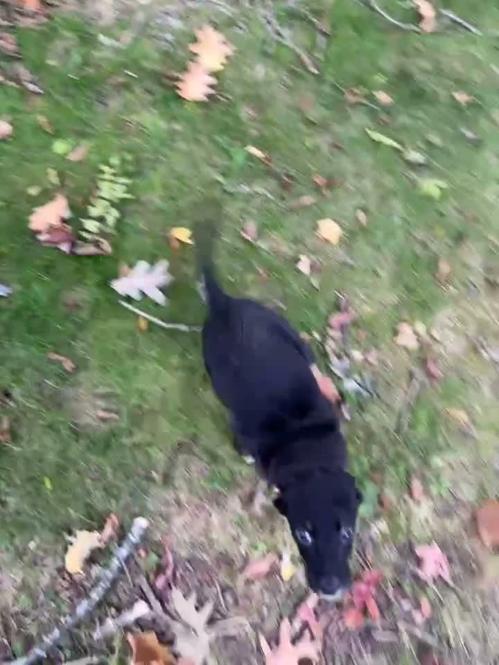 Mixed Breed dogs for sale: Jackie - Video 1