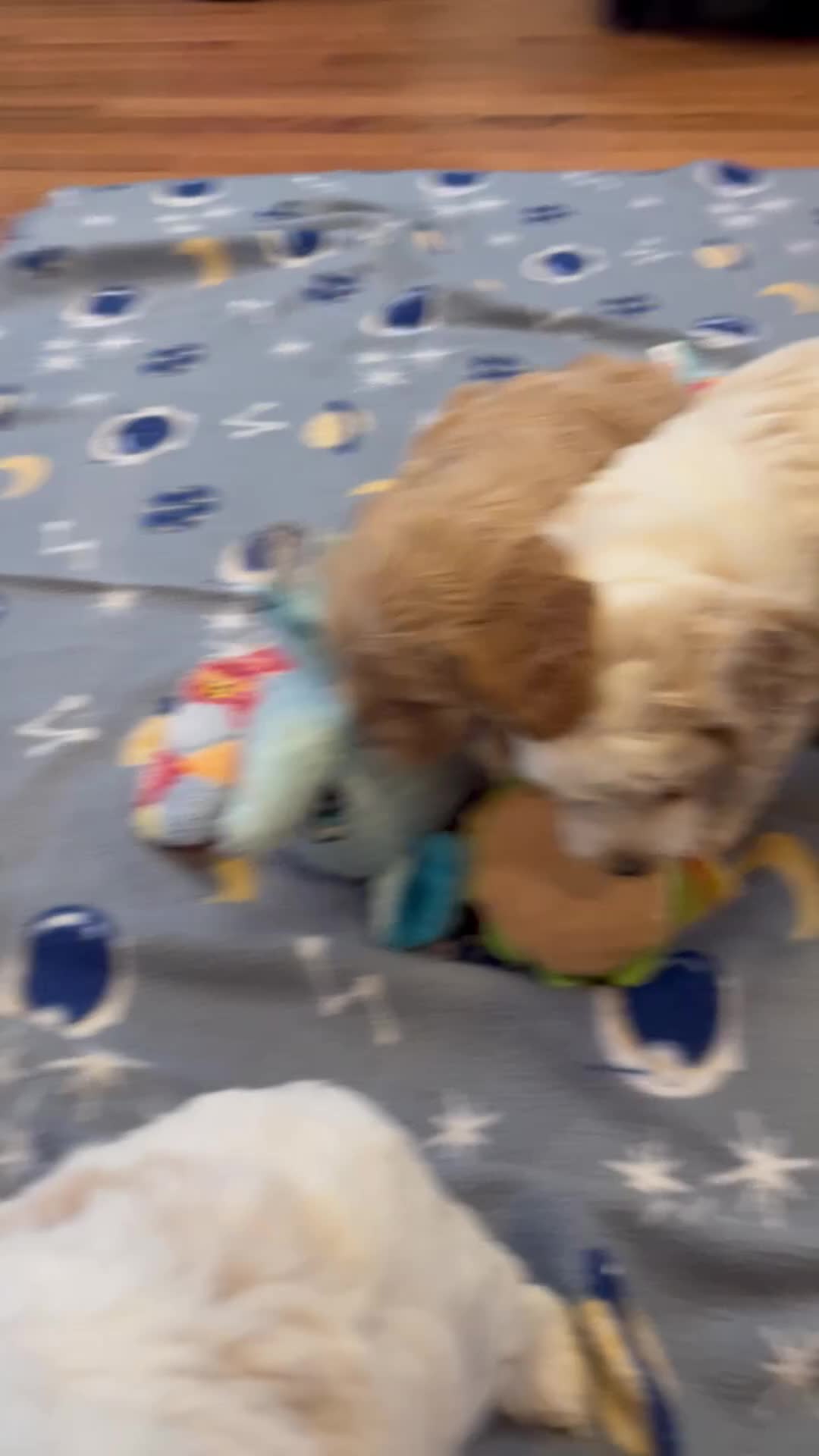 Cockapoo dogs for sale: Buff boy  - Video 1