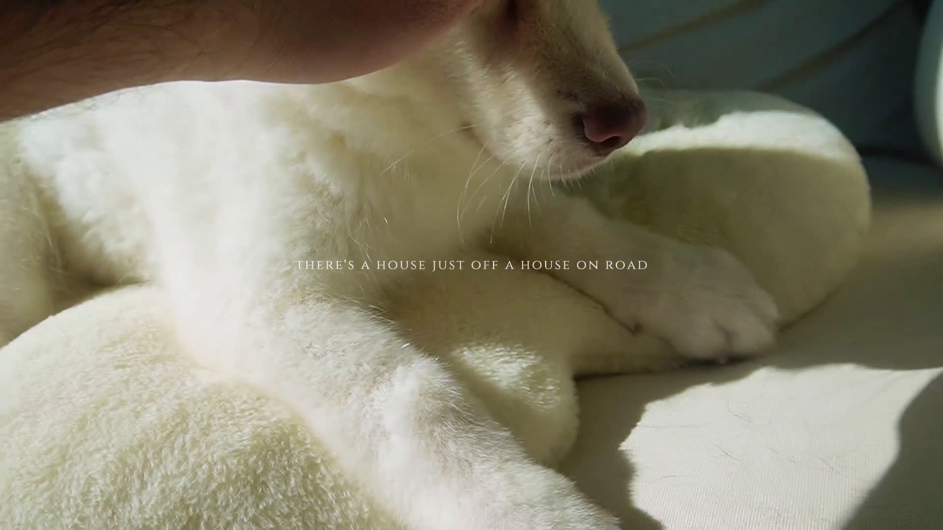 Alaskan Malamute dogs for sale: Melon - Video 2